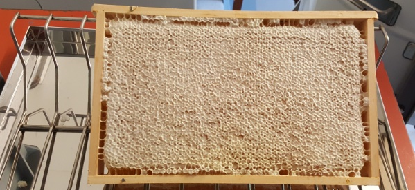 Eine prallvolle verdeckelte Honigwabe liegt bereit, um die mit Honig gefüllten Zellen zu öffnen. Eine prallvolle verdeckelte Honigwabe liegt bereit, um die mit Honig gefüllten Zellen zu öffnen.