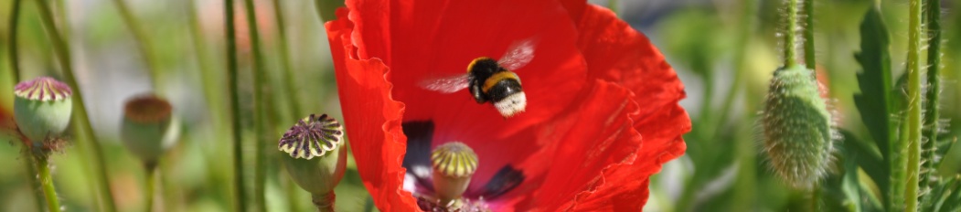 hummel mohn 1