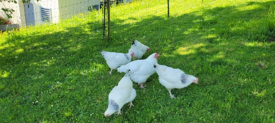 Unser Schweizerhuhn umgeben von den vier Sussex.